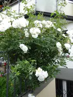 P1000935Schneewittchen.JPG