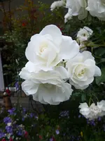 P1000937Schneewittchen.webp