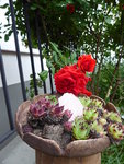 P1000942rote Hausrose mit hauswurz.JPG