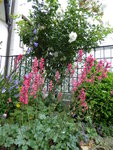 P1000943Heuchera.JPG