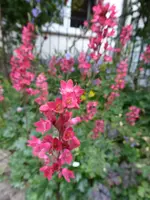 P1000944Heuchera.webp