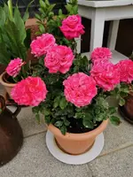 IMG_20200615_080405.webp