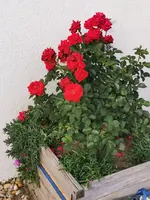 IMG_20200607_185640.webp