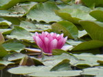 P1000871Seerose.JPG