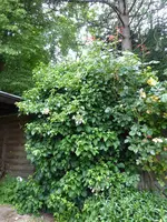 P1000761Kletterhortensie.webp