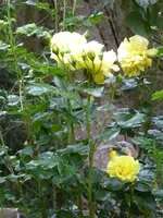 P1000763Luzia.webp