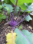 P1000766Kohlrabi.JPG