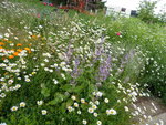 P1000772Muskatellersalbei.JPG