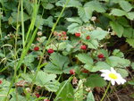 P1000777Walderdbeeren.JPG