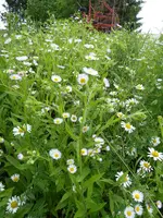 P1000779Aster.webp