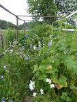 P1000780untere Himbeerhecke.JPG