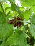 P1000782schwarze Johannisbeeren.JPG