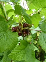 P1000782schwarze Johannisbeeren.webp
