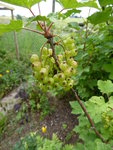 P1000783rote Johannisbeeren.JPG