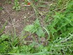 P1000787Wunderblume.JPG