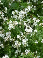 P1000790weiße Wildrose.webp
