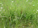 P1000794Lein.JPG