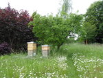 P1000795Quitte.JPG