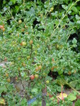 P1000804Stachelbeeren.JPG