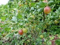 P1000805Stachelbeeren.JPG
