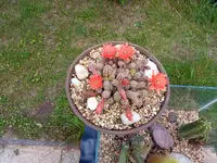 IMG_20200615_131749.webp