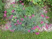 P1000808Nelken.webp