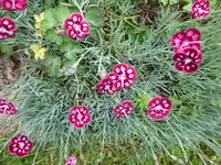 P1000809Nelken.webp