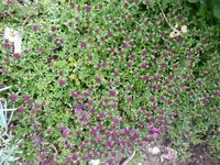 P1000811Thymian.webp