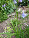 P1000812Taglilie.JPG