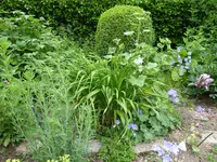 P1000814mein Beet (oberer Teil).webp