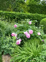 P1000816Pfingstrose.webp