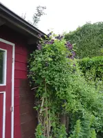 P1000817Clematis.JPG
