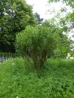 P1000820Budleja.JPG