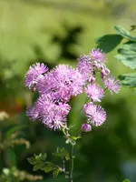 P1000841.webp