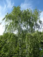 P1000844Birke.webp