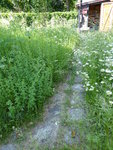 P1000845Weg zur Hütte.JPG