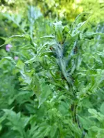 P1000848Kugeldisteln.webp