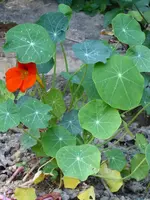 P1000850Kapuzinerkresse.webp