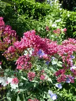 P1000851Spornblume.webp