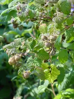 P1000853Himbeeren.webp