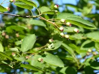 P1000857Felsenbirne.webp