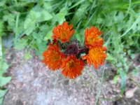 P1000951harbichtskraut.webp