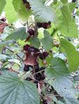 P1000953schwarze Johannisbeere.JPG