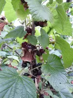 P1000953schwarze Johannisbeere.webp