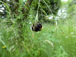 P1000960schlafende Hummel.JPG