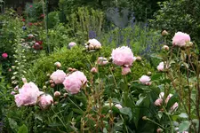 Pfingstrose Sarah Bernhardt0320.webp