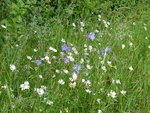 P1000771Glockenblumen.JPG