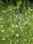 P1000830Glockenblume.JPG