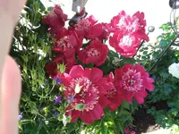 IMG_20190613_075411.webp