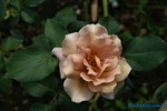 comp_DSC09007.jpg